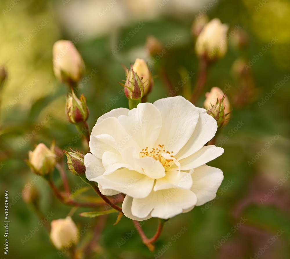 Beautiful close-up of a rose garden Beautiful close-up of a rose garden