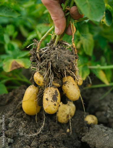 Tubers of new potatoes.Harvesting. A man digs potatoes with a shovel. Rows of vegetable beds planted with potatoes in a rural garden.