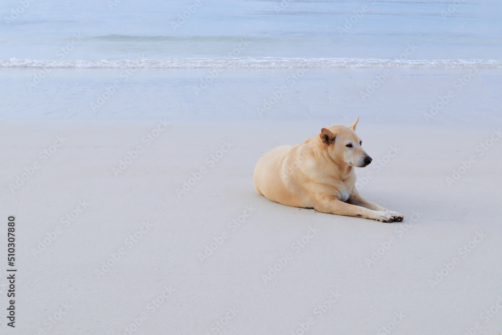 A cute dog lays on the sea coast with copy space.