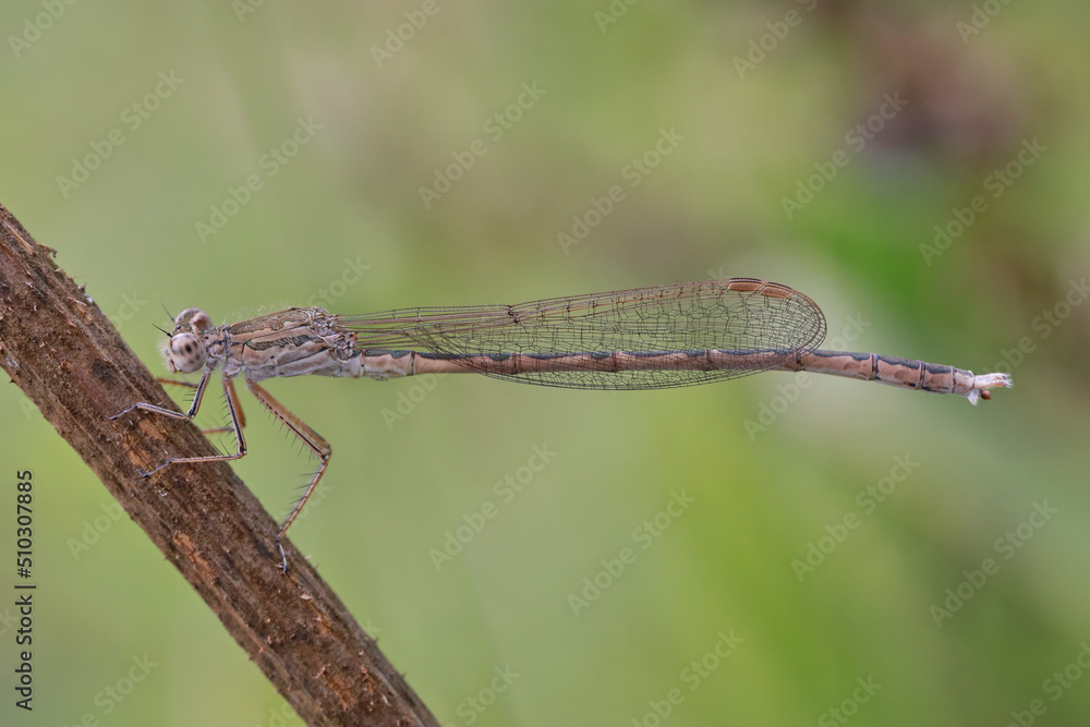 Dragonfly (Coenagrionidae) sits on a dry grass stalk. Transparent wings with a strict pattern are folded along the body. Dragonfly (Coenagrionidae) sits on a dry grass stalk. Transparent wings with a strict pattern are folded along the body.