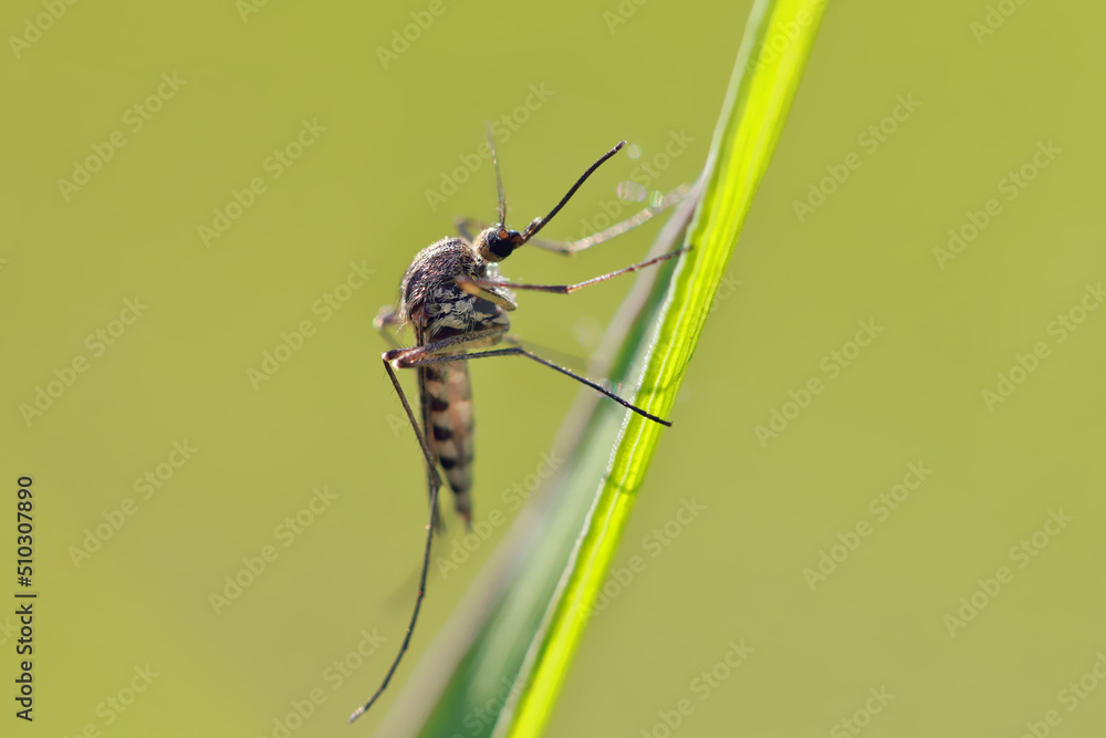 Fototapeta premium A mosquito is resting on a green leaf of grass. Male and female mosquitoes feed on nectar and plant juices, but females can suck animal blood. 