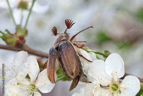 Male Cockchafer, ( Melolonta ) , also known as the may beetle. A beetle sits on a flower apple tree.  photo