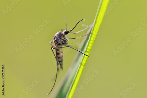 A mosquito is resting on a green leaf of grass. 
Male and female mosquitoes feed on nectar and plant juices, but females can suck animal blood.
