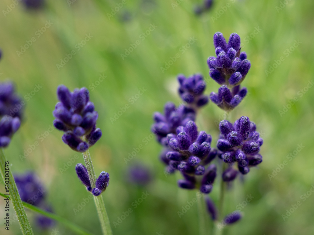 Obraz premium Lavender close up.