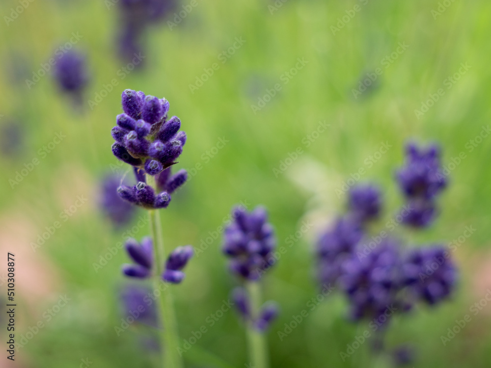 Obraz premium Lavender close up.