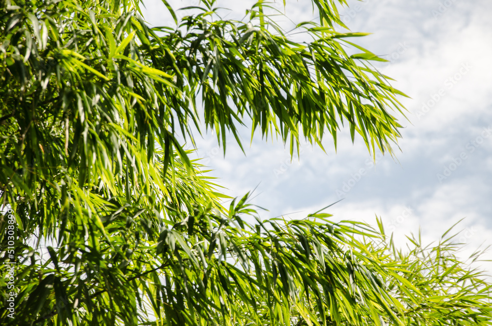 Obraz premium Paseo Punta Tacuara Corrientes