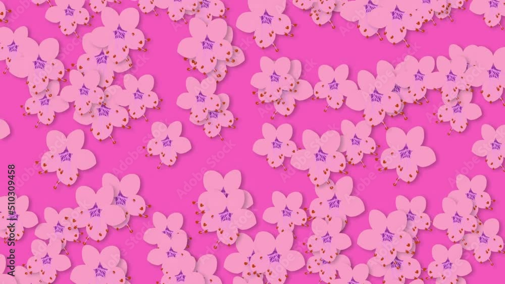 cherry blossoms drops on violet background cherry blossoms drops on violet background