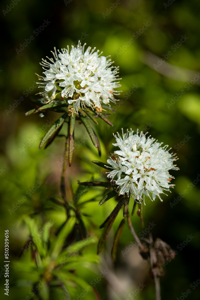 White blooming flowers of Ledum palustre in the summer forest. Purity of green wood White blooming flowers of Ledum palustre in the summer forest. Purity of green wood