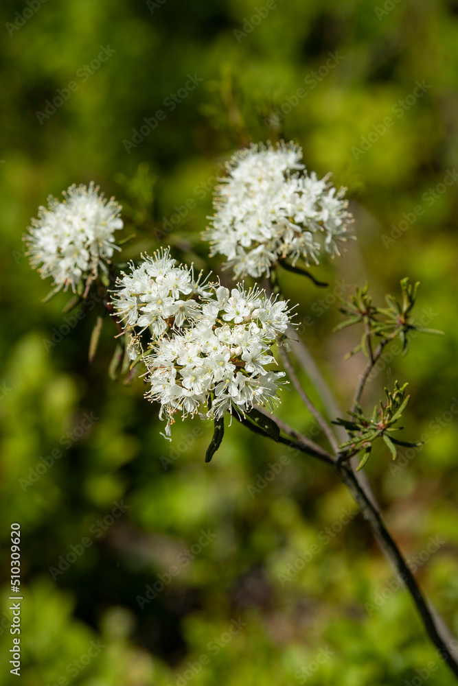 White blooming flowers of Ledum palustre in the summer forest. Purity of green wood White blooming flowers of Ledum palustre in the summer forest. Purity of green wood
