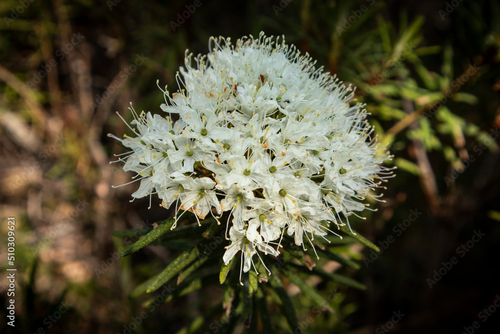 White blooming flowers of Ledum palustre in the summer forest. Purity of green wood White blooming flowers of Ledum palustre in the summer forest. Purity of green wood