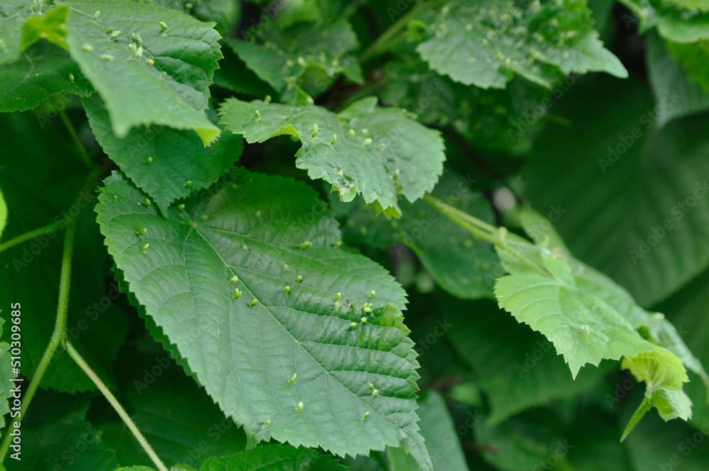 Lime gall caused by the gall mite (Eriophyes tiliae tiliae) on the leaves of the common linden. Lime gall caused by the gall mite (Eriophyes tiliae tiliae) on the leaves of the common linden.