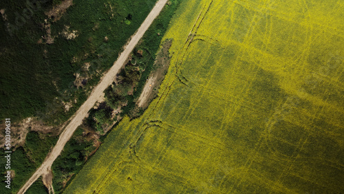 Blooming rapeseed field. Aerial photography.