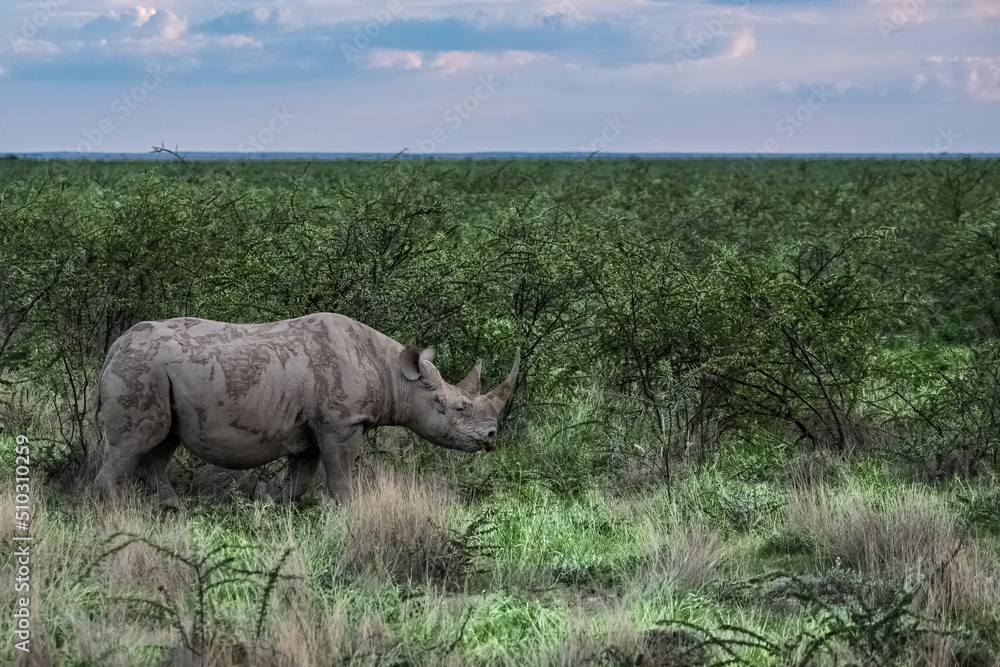 Fototapeta premium A black rhinoceros, Diceros bicornis, eating in the bush in Namibia, wild animal
