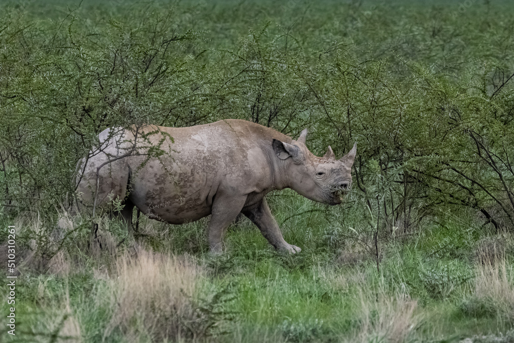 Naklejka premium A black rhinoceros, Diceros bicornis, eating in the bush in Namibia, wild animal 