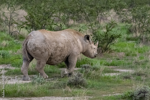 A black rhinoceros  Diceros bicornis  eating in the bush in Namibia  wild animal 
