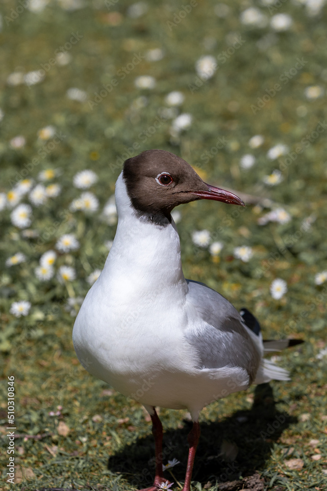 Gull in closeup standing on grass in sunlight Gull in closeup standing on grass in sunlight