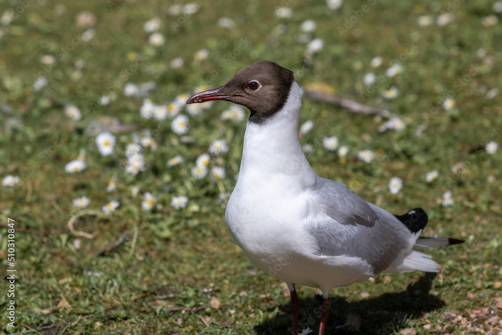 Gull in closeup standing on grass in sunlight Gull in closeup standing on grass in sunlight