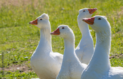 white geese on the farm
