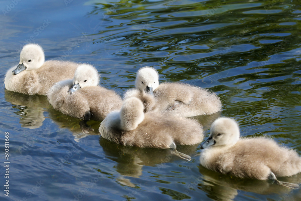 Five cute swan cygnets or chicks swimming in water. Soft fluffy down feathers of newly hatched young birds Five cute swan cygnets or chicks swimming in water. Soft fluffy down feathers of newly hatched young birds