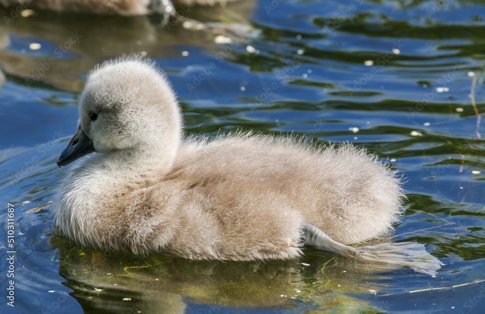 Cute baby swan cygnet swims in water of canal. Young chick with soft fluffy down feathers and webbed feet 