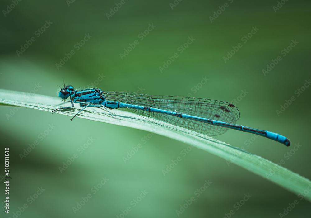 Common blue damselfly ( Enallagma cyathigerum ) resting on grass blade Common blue damselfly ( Enallagma cyathigerum ) resting on grass blade