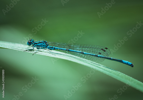 Foto Common blue damselfly ( Enallagma cyathigerum ) resting on grass blade