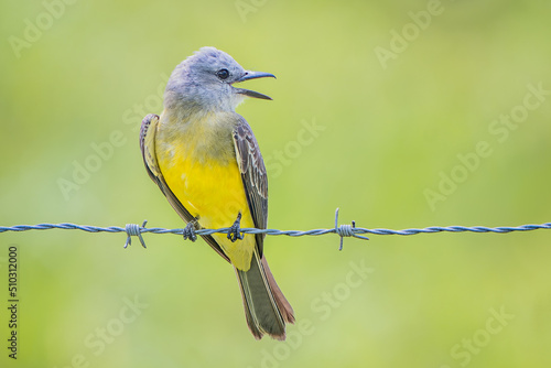 Tropical Kingbird Tyrannus melancholicus juvenile perched on a barbed wire fence in Costa Rica photo