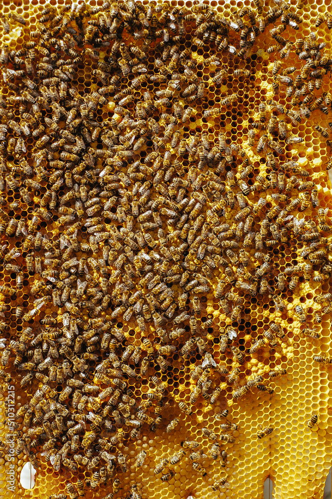 Bees on a honey comb with pollen. Bees on a honey comb with pollen.