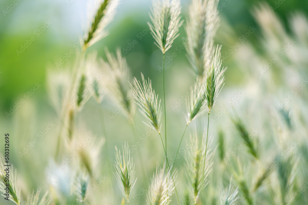 Closeup of ears of wild cereal crops at daylight sway in wind, selective soft focus. Summer landscape, blurred background. Sunlit decorative green grass. Low DOF