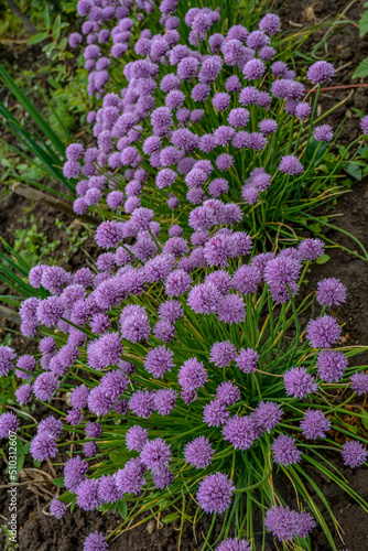 Fototapeta Naklejka Na Ścianę i Meble -  Chives, Allium schoenoprasum purple flowers and leaves