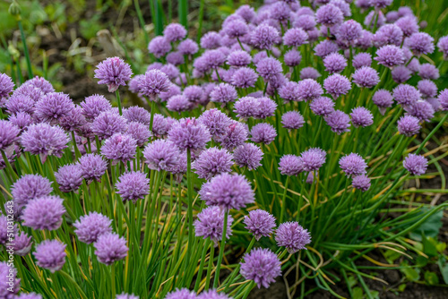 Fototapeta Naklejka Na Ścianę i Meble -  Chives, Allium schoenoprasum purple flowers and leaves