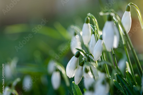 white snowdrops on green grass on a spring sunny day. Space for text. High quality photo