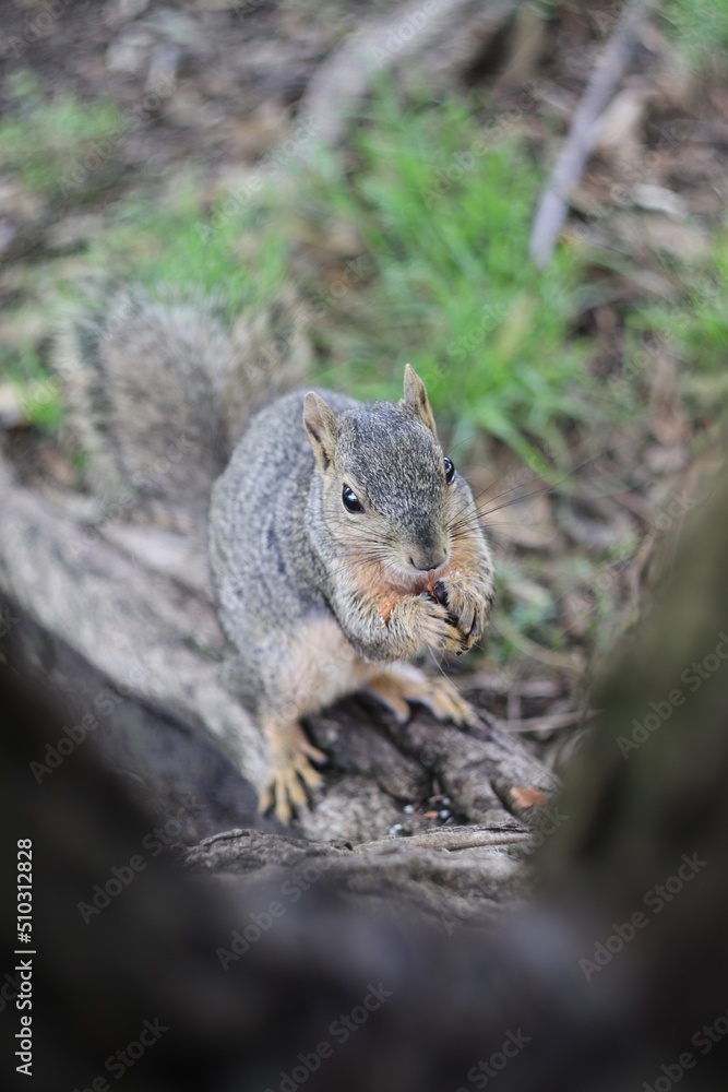 Obraz premium squirrel in the forest