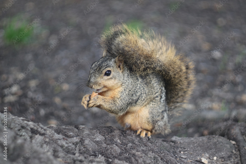 squirrel in the park squirrel in the park