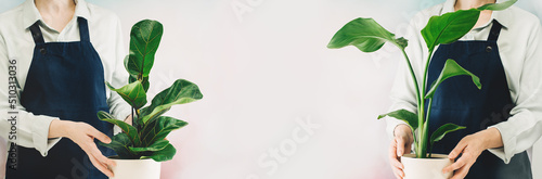 Woman at home garden with plants. Woman's hands holding a pot. Planting a strelitzia nicolai and ficus lirata, the florist at work. Small business banner photo