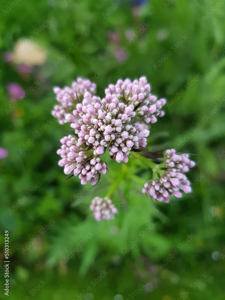 valerian medicinal plant inflorescence in organic cultivation