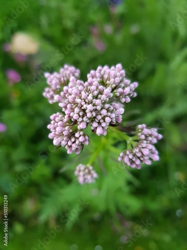 valerian medicinal plant inflorescence in organic cultivation