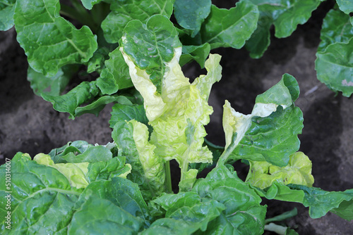 Discolored sugar beet leaves in the field. Albinistic, albino, chlorophyll-deficient leaves. Genetic mutation.