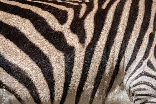 Original zebra skin texture.