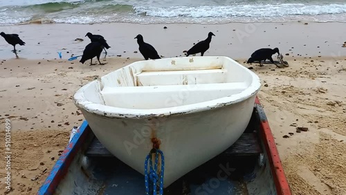 vulture, boat on the beach