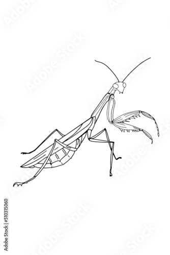 mantis line drawing vector