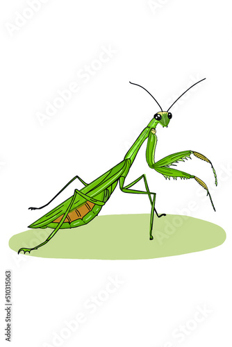 realistic cartoon mantis vector.
