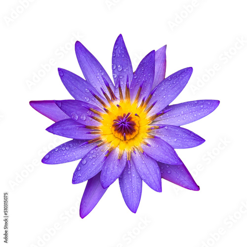Isolated purple lotus flower and leaves of giant water lily. 