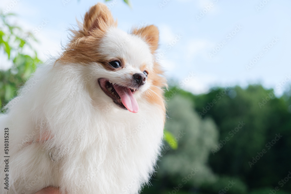 Portrait of a Pomeranian puppy with white fur and red ears. Satisfied dog on a walk against the blue sky. The dog stuck out its tongue. Portrait of a Pomeranian puppy with white fur and red ears. Satisfied dog on a walk against the blue sky. The dog stuck out its tongue.