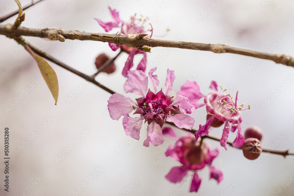 Pink cherry blossom flower branch macro Pink cherry blossom flower branch macro