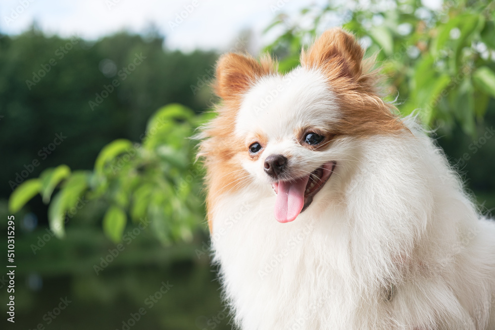 Portrait of a Pomeranian puppy with white fur and red ears. Satisfied dog for a walk against the background of green trees. The dog stuck out its tongue.