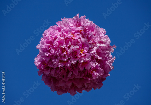 Isolated pink flowers floating on blue background. Pink ipê, also known as pink lapacho or pink trumpet tree. Handroanthus impetiginosus.
