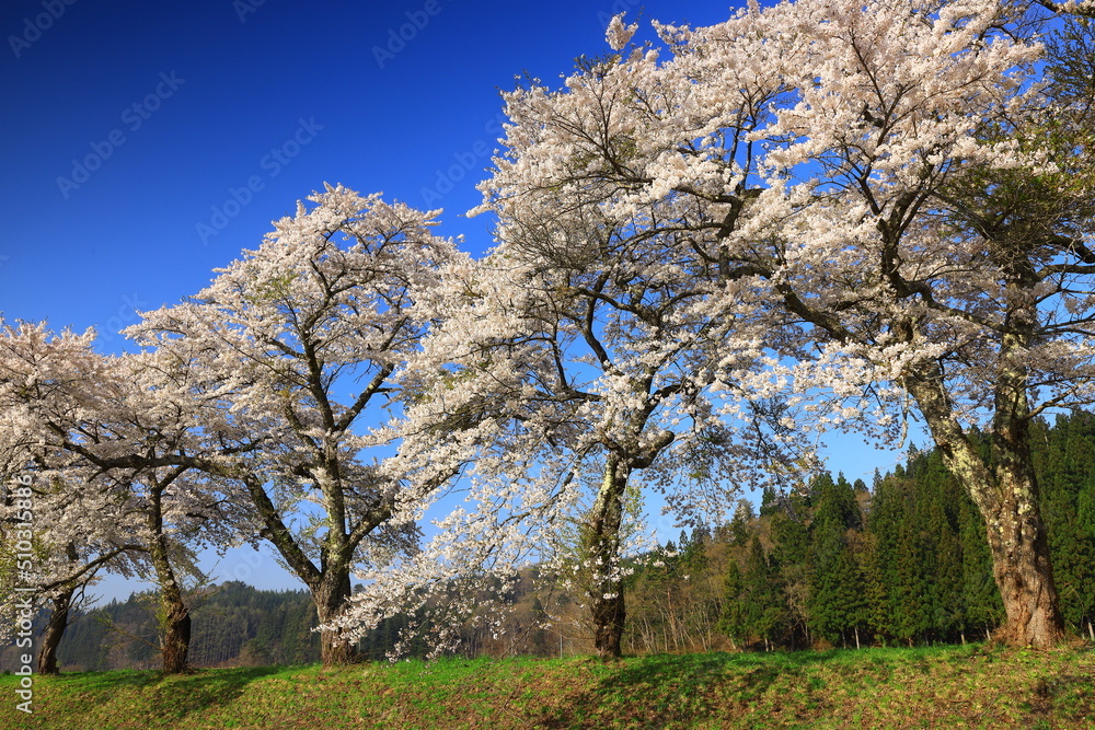 岩手県西和賀町　青空と満開の桜