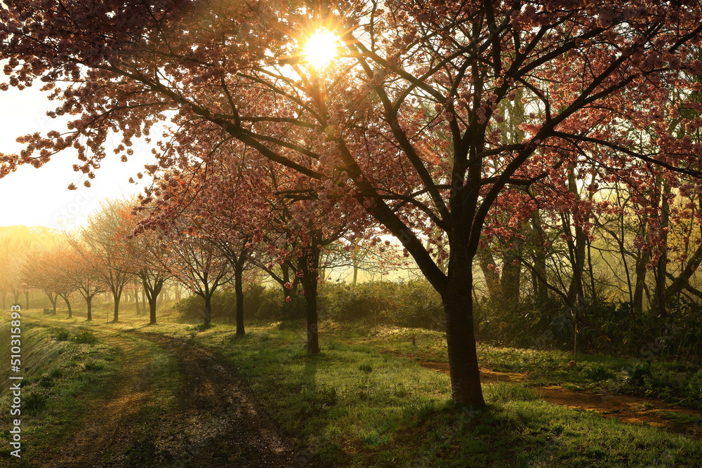 Obraz premium 岩手県西側町 春の猿橋農村公園