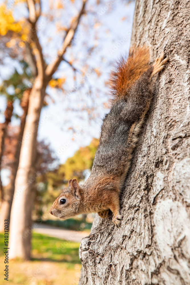 Portrait of fox squirrel (Sciurus niger) sitting on branch isolated on green. Holds foreleg with nut on chest. Urban wildlife. Portrait of fox squirrel (Sciurus niger) sitting on branch isolated on green. Holds foreleg with nut on chest. Urban wildlife.